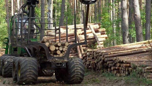 Loading logs on a truck trailer using a tractor loader with a grab crane. Transportation of coniferous logs to the sawmill. Deforestation and exploitation of nature. felling trees