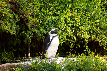 Penguin in a zoo in a warm climate