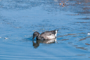 Molting Brent Goose (Branta bernicla) in Malibu Lagoon, California, USA