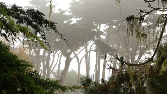 Lace lichen moss hanging, tree branches in foggy misty forest. Surreal woods, fairy mysterious old grove, fantasy woodland. Plants covered with parasite mushroom fungus. Monterey flora, California USA