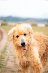 portrait of young Terrier Dog Breeds