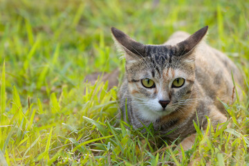 Naklejka premium Cat sitting in grass field with sun ray,Closeup view