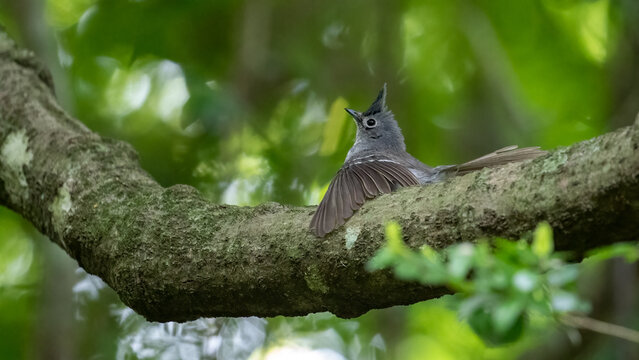 Selective focus of a blue-mantled crested flycatcher perching on a tree branch