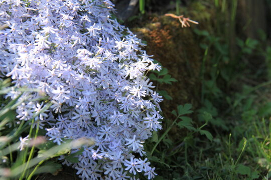 splendid blooming phlox flowers in garden