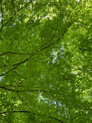 Unter einem grünen Blätterdach