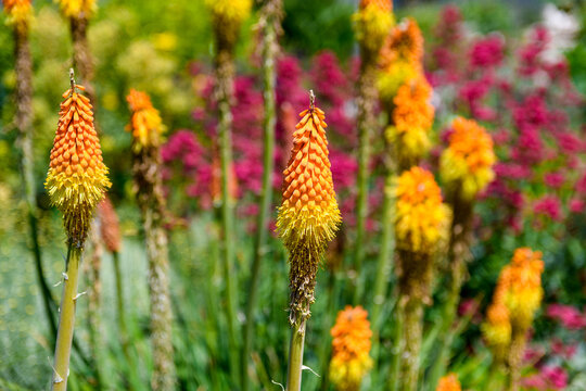 Beautiful view of red hot poker flowers in a garden