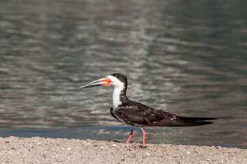 Adult Black Skimmer (Rhynchops niger) in Malibu Lagoon, California, USA
