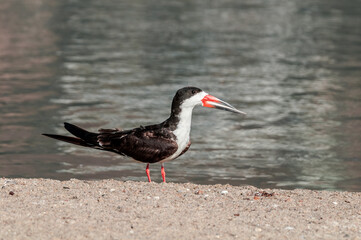 Adult Black Skimmer (Rhynchops niger) in Malibu Lagoon, California, USA