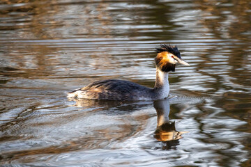 Great Crested Grebe, Podiceps cristatus. High quality photo