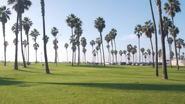 Palm trees in beachfront park on pacific ocean beach, California coast, USA. Green grass lawn, blue sky. Summertime Los Angeles aesthetic, Mission beach in San Diego, summer vacations on shore vibes.