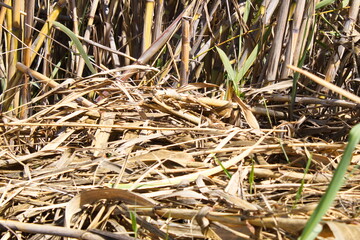 Thick reed forest along the banks of the Segura river in Murcia