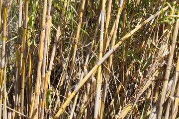 Thick reed forest along the banks of the Segura river in Murcia