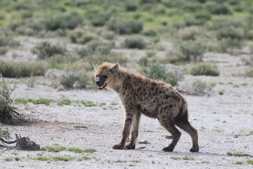 Foto op Plexiglas Gevlekte hyena loopt met open mond in het park © Dimbros/Wirestock Creators
