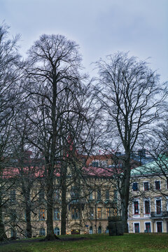 Vertical shot of tree unleaf branches