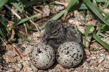 Black Oystercatcher (Haematopus bachmani) chick and eggs at Chowiet Island, Semidi Islands, Alaska,...
