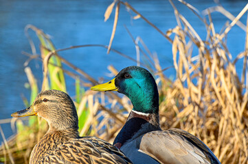 close up of mallard in park Kumla Sweden