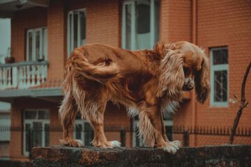 Closeup shot of a cute cocker spaniel in a street