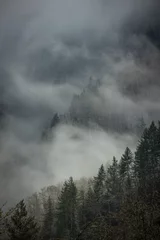Deurstickers Grijs Pacific Northwest Landschapsfotografie Mistige bomen
