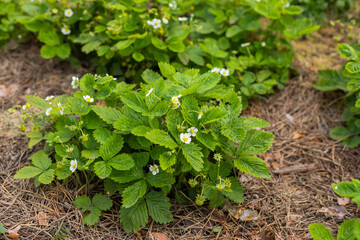 Farmer is watering strawberries in the field, agriculture concept. Green bush blooming in the spring strawberries.Small white flowers garden strawberry on green leaves background. Garden strawberries 