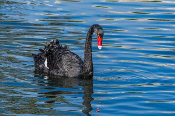Naklejka premium Black Swan (Cygnus atratus) in park