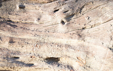 Natural texture of old wood