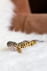 Vertical Shot of a Leopard Gecko on a White Blanket