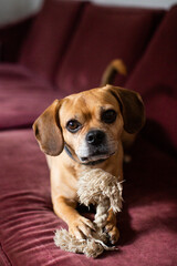 A Puggle Sitting on a Couch with a Rope Toy