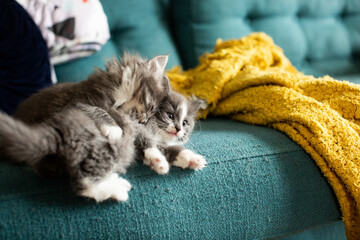Two Gray Kittens Wrestle on a Couch Near a Blanket