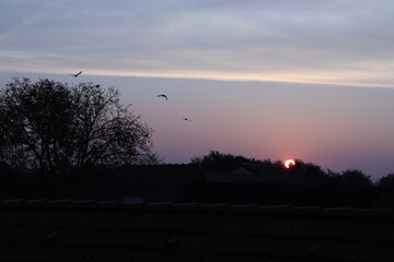 Sonnenaufgang mit Vogelshilouetten 