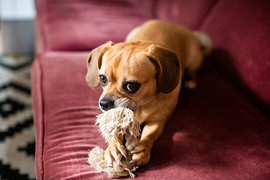 A Puggle Sitting on a Couch Chewing on a Dog Toy