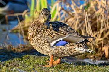 close up of mallard in park Kumla Sweden