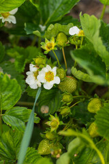 Farmer is watering strawberries in the field, agriculture concept. Green bush blooming in the spring strawberries.Small white flowers garden strawberry on green leaves background. Garden strawberries 
