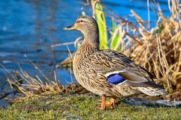 close up of mallard in park Kumla Sweden