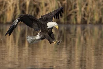 Fototapeten Photo of bald eagle hunting over water © Msy/Wirestock Creators