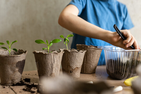 Home gardening, child's hands preparing the ground for transplanting seedlings in eco pots, the concept of learning to grow plants for preschoolers Horizontal photo