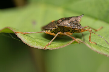 Close-up of a Bug on a Green Leaf