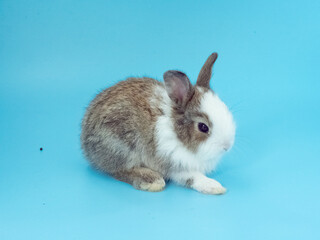 Close up of one first brown white rabbit animal small banny easter is eating carrot look at camera sit pretty beautiful and funny happy animal pet wild have blue isolated background copy space.
