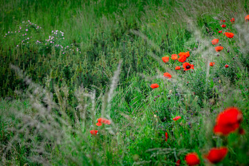 Red poppy flower on dark green background summer time, spring collection with free space for text