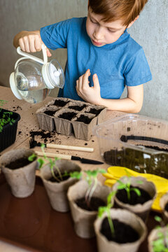 European child ginger boy watering potted plant, home gardening, concept of learning to grow plants for preschoolers and teaching children about trees in nature. vertical photo