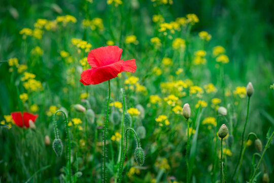 Red poppy flower on dark green background summer time, spring collection with free space for text