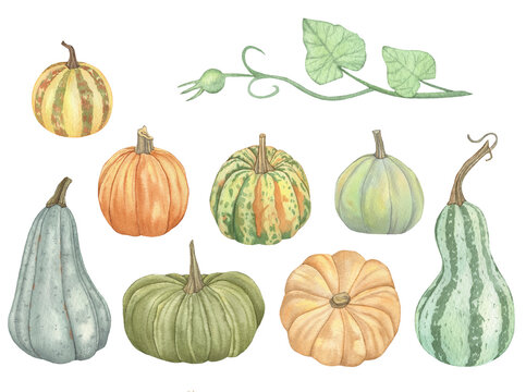 Watercolor Autumn Pumpkins set isolated on a white background.