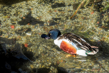 Northern Shoveler (Anas clypeata) drake on lake
