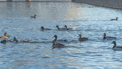 Waterfowl ducks and drakes on a winter river near open water in the city. A flock of ducks in the cold water.