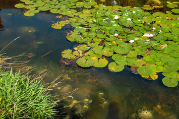 Pond plants in the water.