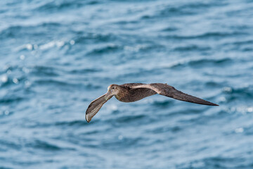 Southern Giant Petrel (Macronectes giganteus) in South Atlantic Ocean, Southern Ocean, Antarctica
