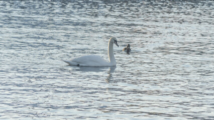 The lonely beautiful white swan is swimming in winter river. Wintering swan in the city river. Ornitology concepts.
