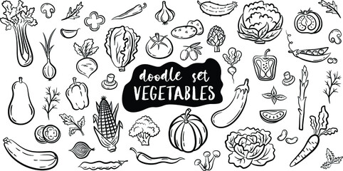 Hand drawn doodle style vegetables isolated on white background. Vector illustration for banners, websites, menu design, packaging, cookbook or advertising.