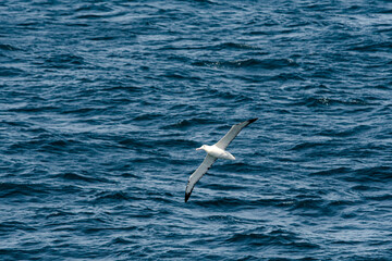 Southern Royal Albatross (Diomedea epomophora) in South Atlantic Ocean, Southern Ocean, Antarctica