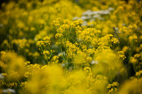 A good field for rapeseed. selective focusing. high quality photos