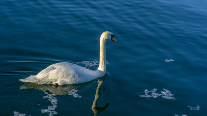 The lonely beautiful white swan is swimming in winter river. Wintering swan in the city river. Ornitology concepts.
